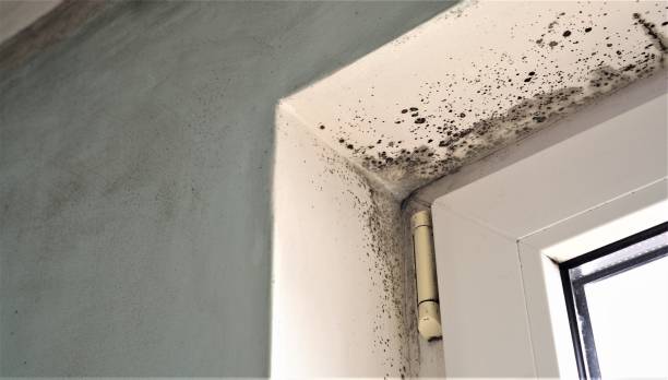 Forensic Mold Investigation in Elmira Heights, NY